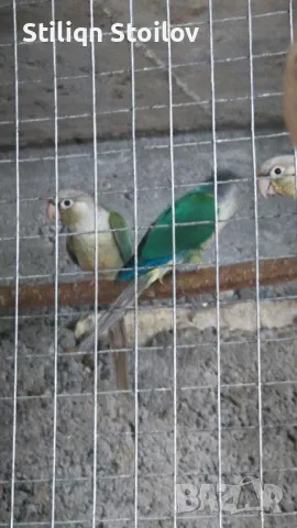 Млади пирура молина хипоксантия, снимка 5 - Папагали - 39436409