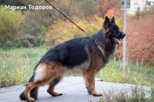 Елитна мъжка дългокосместа немска овчарка за разплод, снимка 2 - Немска овчарка - 53058570