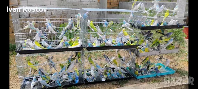 Купувам вълнисти папагали наедро