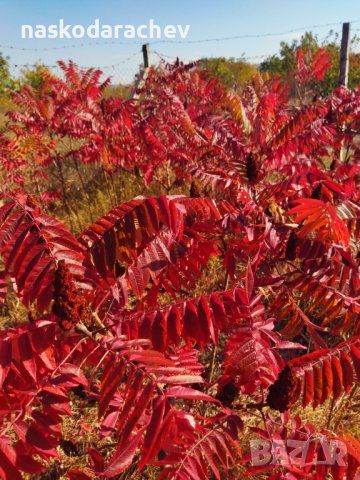Фиданки, разсад, дръвчета Рустифина - влакнест шмак , снимка 7 - Градински цветя и растения - 39115431