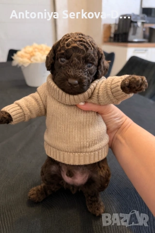 Пудел Мини/Poodle Mini