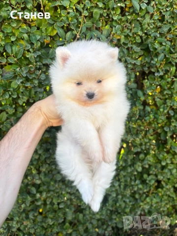 Померан-шпиц момичета, снимка 1