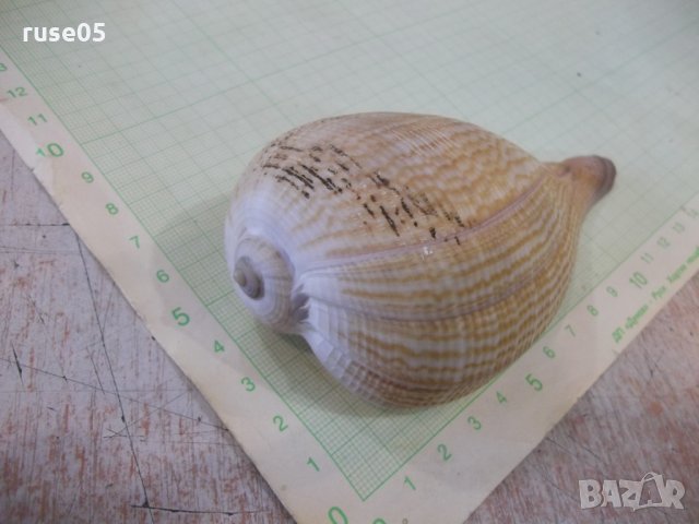 Раковина - 17, снимка 8 - Други ценни предмети - 34640957