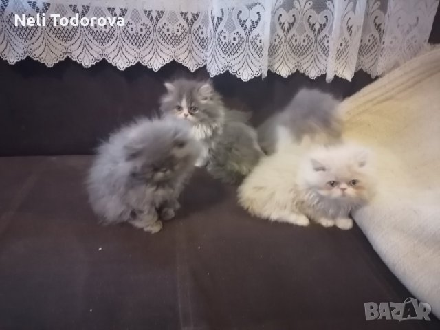 4 персийски котенца