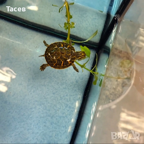 Водни костенурки