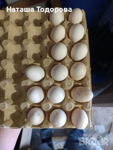 оплодени яйца от холандска носачка 