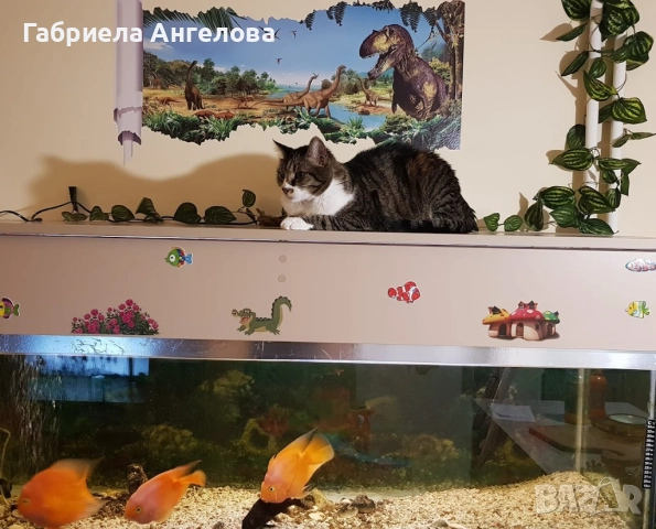 Продавам празен аквариум БЕЗ ТЕЧОВЕ в перфектно състояние, снимка 3 - Аквариуми - 52420824