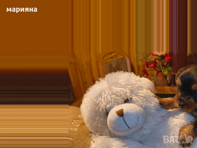 Малък господин, снимка 2 - Йоркширски териер - 53622170