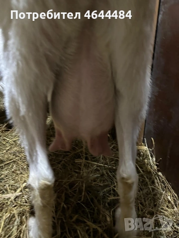 Млечна коза, снимка 5 - Кози - 53729757