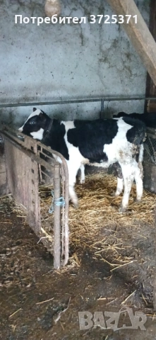 Продавам 6 бр телета , снимка 2 - Крави - 53295775