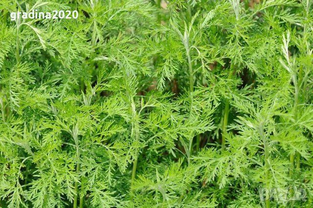 Храстовиден пелин (Artemisia abrotanum) - Лечебен, снимка 2 - Разсади - 40384087