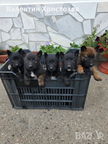 белгийска овчарка малиноа 