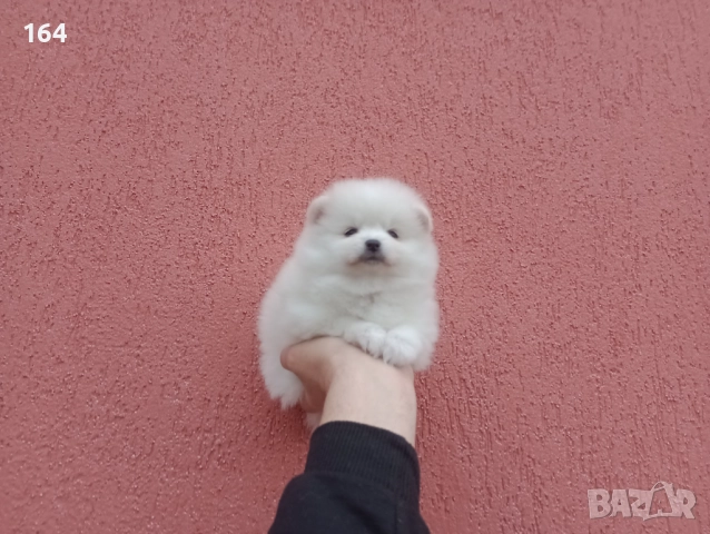 Мъжки и женски бели Померани. Реални снимки от 05.01.26 г. , снимка 3 - Померан - 52926923