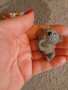 Подарявам играчка коала 🐨 от киндер, снимка 1 - Други - 44574124