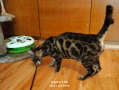 Бенгалска котка, снимка 14