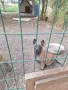 Белгийски овчарки, снимка 3