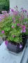 Продавам цветя Детелина Оксалис – 5 бр големи саксии, снимка 2