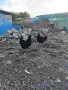 Продавам млади кокошки, снимка 1