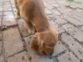 Малко куче Кокер Шпаньол мъжко, снимка 4