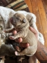American Bully XL/Американско Були ХЛ, снимка 5