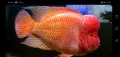 Amphilophus citrinelus, снимка 1