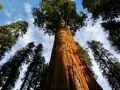 15 нови семена гигантска секвоя мамутово дърво sequoiadendron giganteum за декорация на двора  , снимка 12