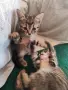 Подарявам 3 малки котета, снимка 13