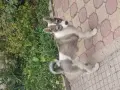 Западно сибирска Лайка, снимка 1