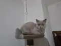 Британска късокосместа, снимка 2