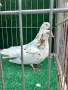 Въртящи гълъби*, снимка 5