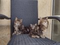 Мей кун мъжки и женски котенца, снимка 2