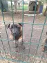 Белгийски овчарки, снимка 2