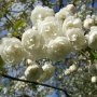 Японска Вишна-(Prunus Alba Plena), снимка 10