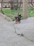 малки сладки йоркита, снимка 4