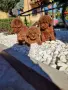 Пудел Той/Poodle Toy, снимка 4