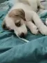 Хъски микс, малко куче, снимка 5