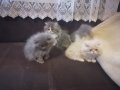 4 персийски котенца, снимка 1 - Персийска - 34677861