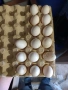 оплодени яйца от холандска носачка , снимка 1