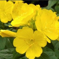 Oenothera speciosa / Енотера/ Йонотера - жълта. Заявки през пролетта., снимка 2 - Градински цветя и растения - 41081109