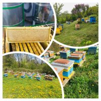 Натурален пчелен мед реколта 2023 г., снимка 2 - Пчелни продукти - 41928990