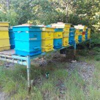 Продавам пчелни семейства с платформи, отводки и рамки с пило и пчели., снимка 5 - За пчели - 41983459