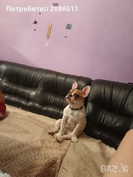 френски булдок , снимка 1