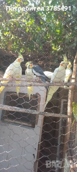 Продавам папагали Корели , снимка 1