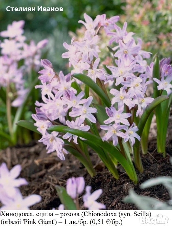 Хинодокса, сцила – розова (Chionodoxa (syn. Scilla) forbesii 'Pink Giant') – луковици, снимка 1