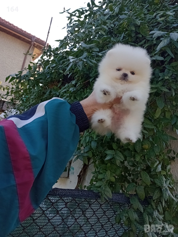 Чисто бял мъжки Померан. Реални снимки от 19.12.25 г., снимка 1