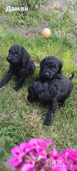 той пудел мини пудел , снимка 1