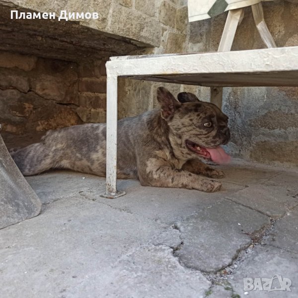 Френски булдог за разплод , снимка 1