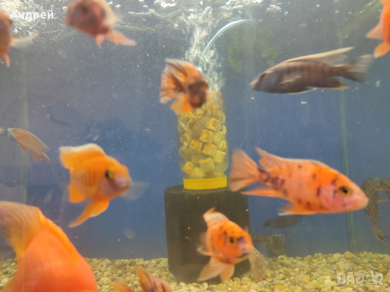 Аулонокари различни видове има и женски, снимка 1