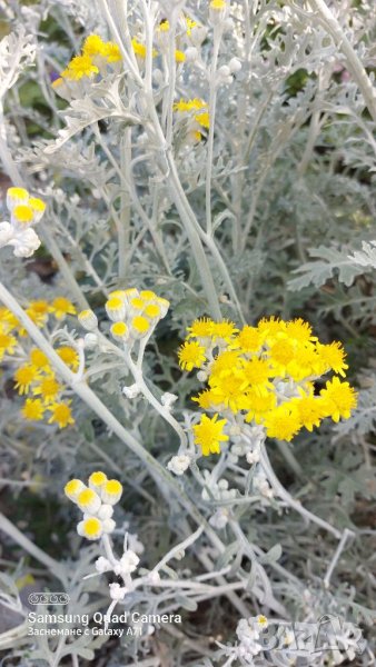 Продавам семена Сенецио/Цинерария , снимка 1