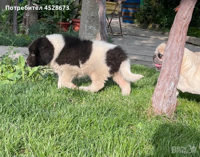 Продавам малки кученца , снимка 1